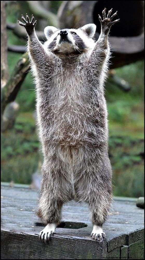 Do Raccoons Eat Chickens?