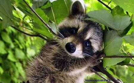 Do Raccoons Eat Chickens?