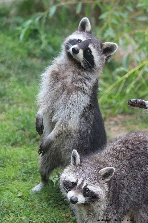 Do Raccoons Eat Chickens?