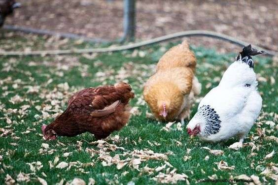 10 Things To Not Feed Backyard Chickens