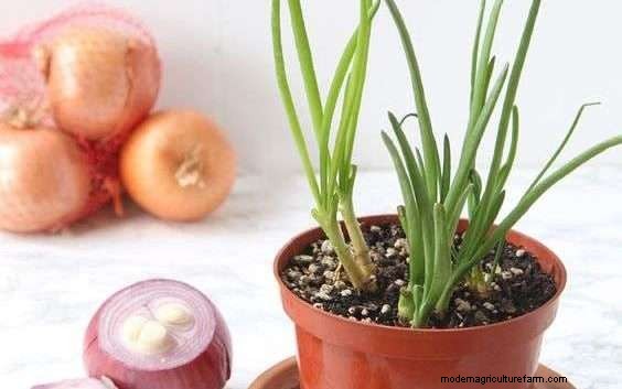 10 Things To Not Feed Backyard Chickens