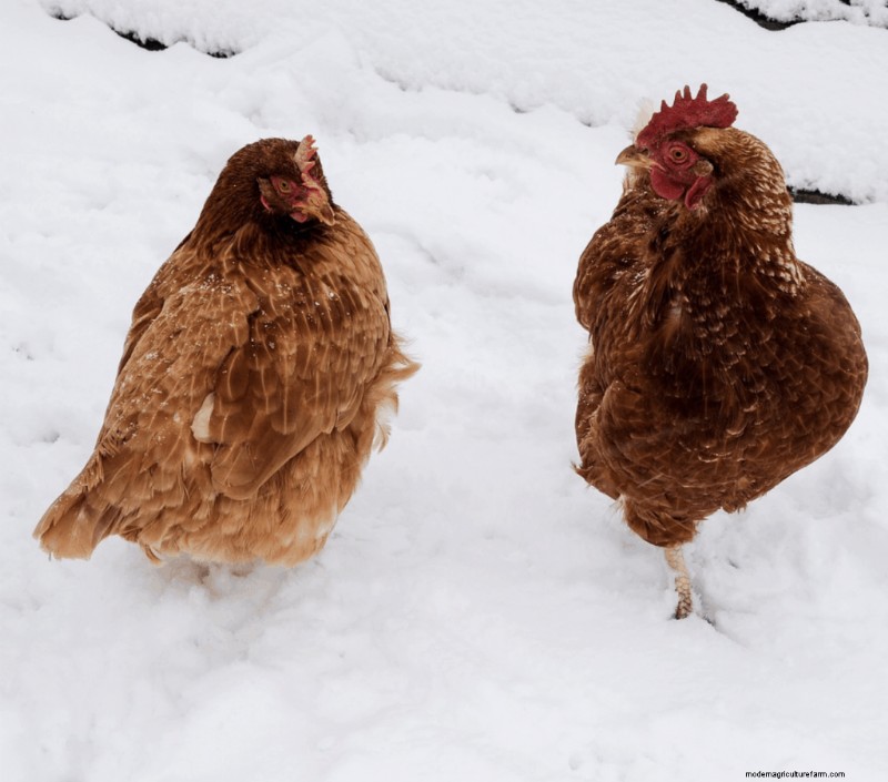 Tips to Keep Chickens Warm in the Winter