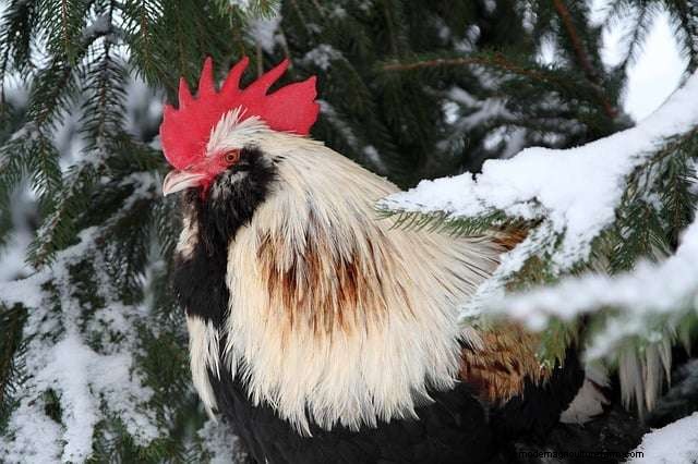 Tips to Keep Chickens Warm in the Winter