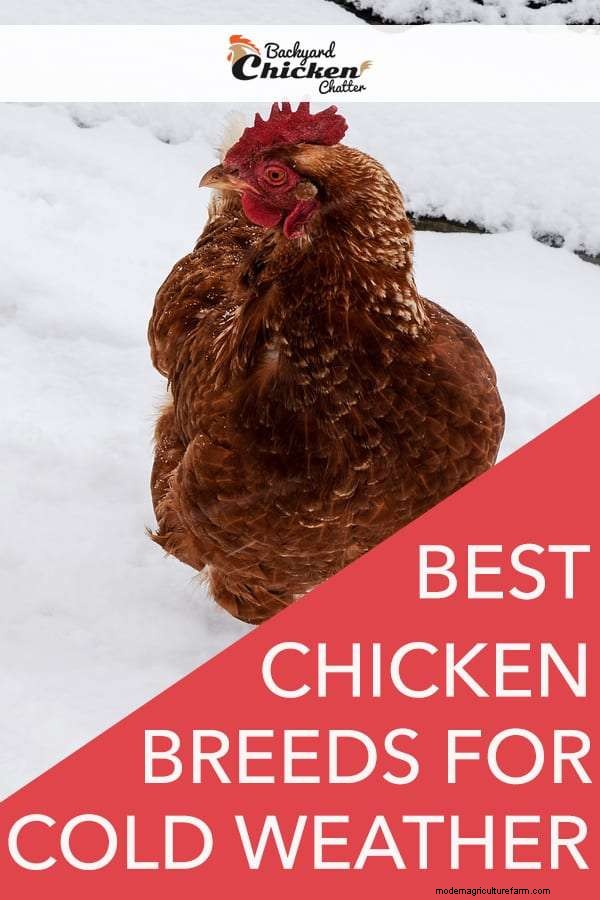 Tips to Keep Chickens Warm in the Winter