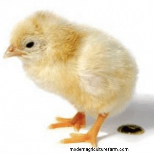 Should I be Concerned About Watery Chicken Poop?