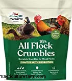 Should I be Concerned About Watery Chicken Poop?