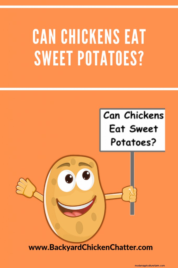 Can Chickens Eat Sweet Potatoes?