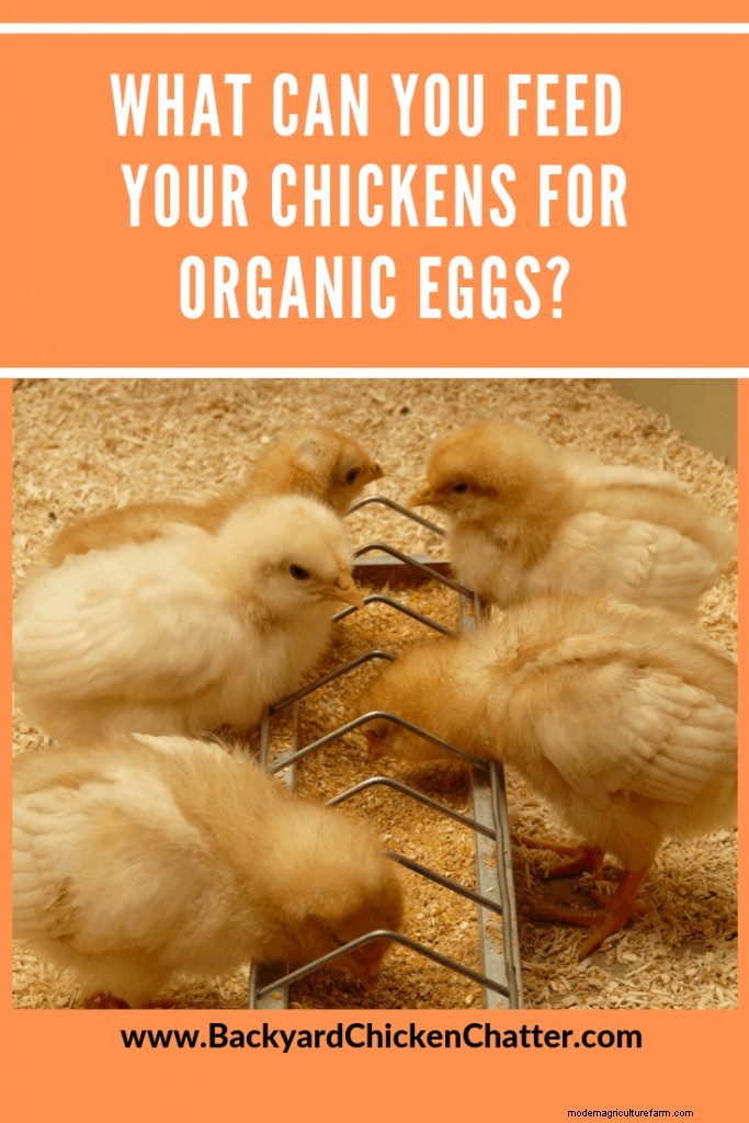 What Can You Feed Your Chickens for Organic Eggs?