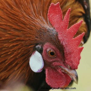 What Does a Chicken’s Wattles and Comb Indicate?