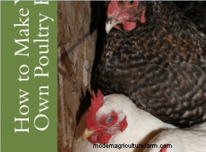 5 Ways to Save Money on Chicken Feed
