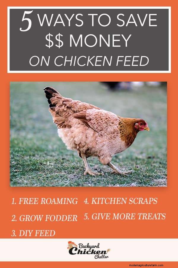 5 Ways to Save Money on Chicken Feed