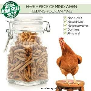 5 Ways to Save Money on Chicken Feed