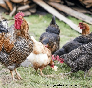 Free-Range vs Cooped Chickens