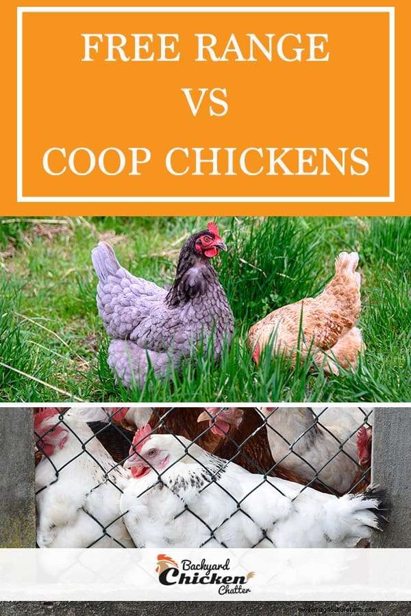Free-Range vs Cooped Chickens