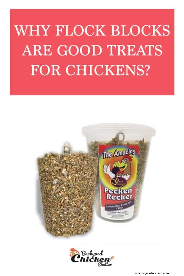 Why are Flock Blocks a Good Treat for Chickens?