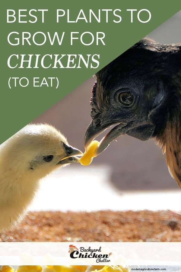 Best Plants to Grow That Chickens Can Eat