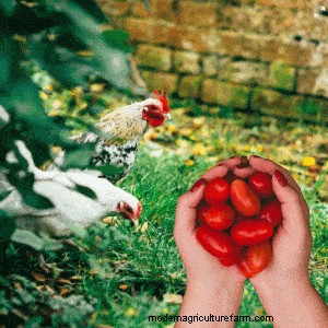 Can Chickens Eat Tomatoes?