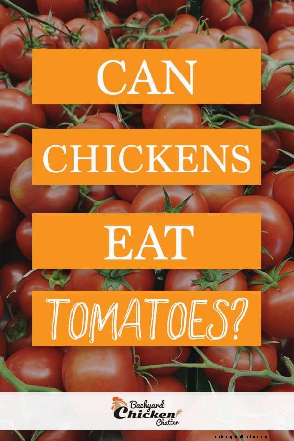 Can Chickens Eat Tomatoes?