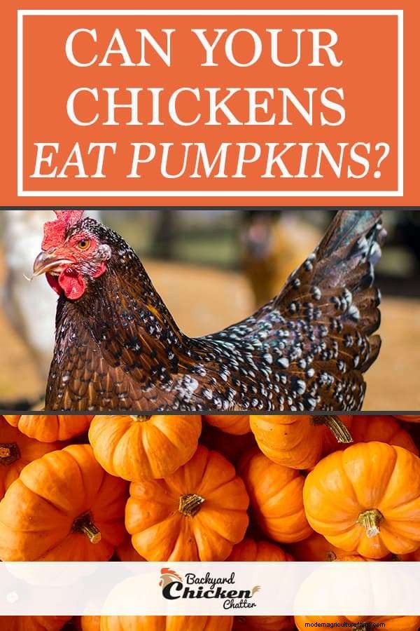 Can Chickens Eat Pumpkins? 