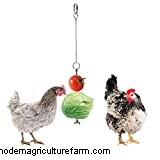 Can Chickens Eat Peaches?