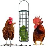 Can Chickens Eat Peaches?