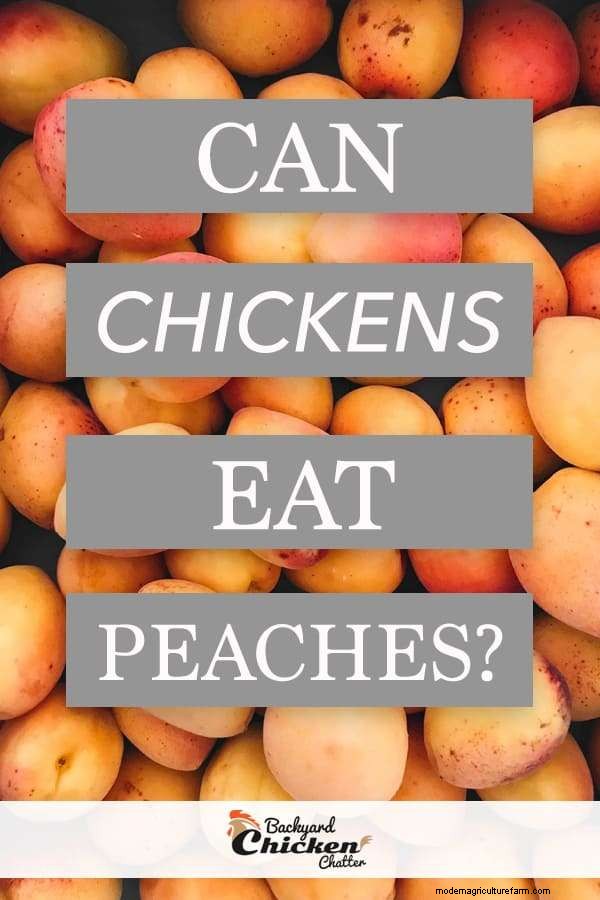 Can Chickens Eat Peaches?