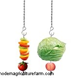 Can Chickens Eat Peaches?