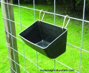 Can Chickens Eat Blueberries?