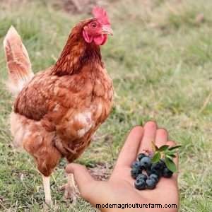 Can Chickens Eat Blueberries?