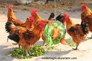 Can Chickens Eat Celery?