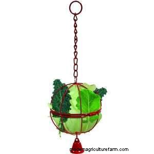 Can Chickens Eat Celery?