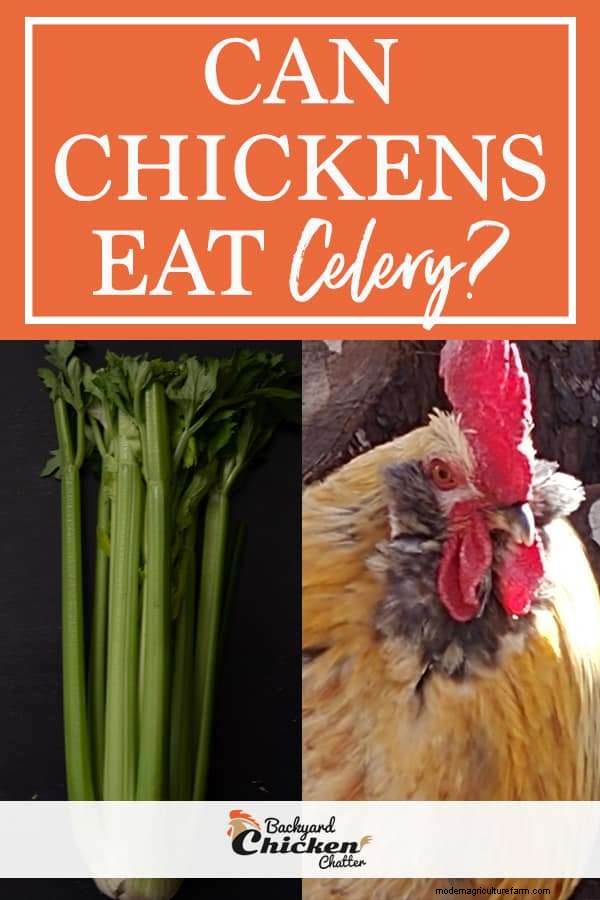 Can Chickens Eat Celery?