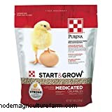 Can chickens eat Zucchini?