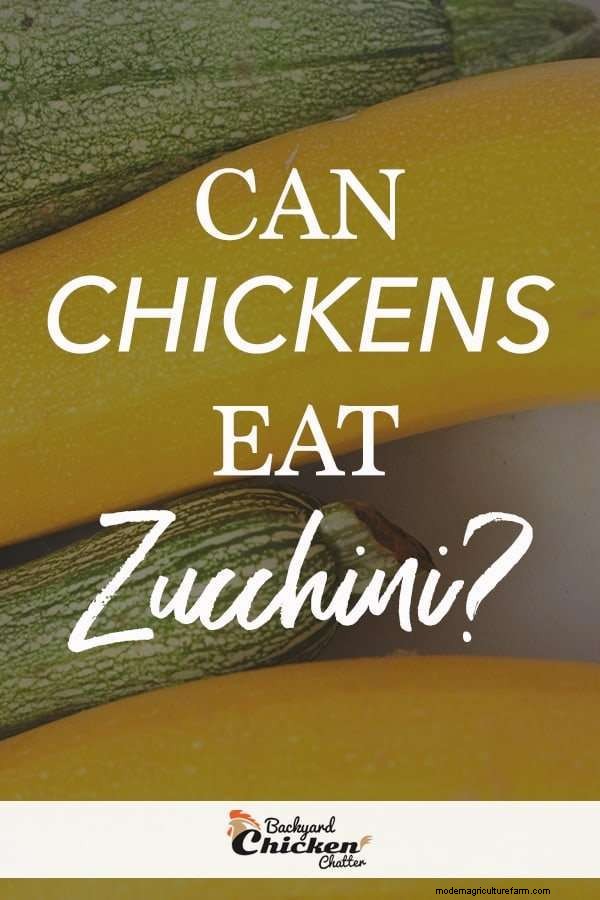 Can chickens eat Zucchini?