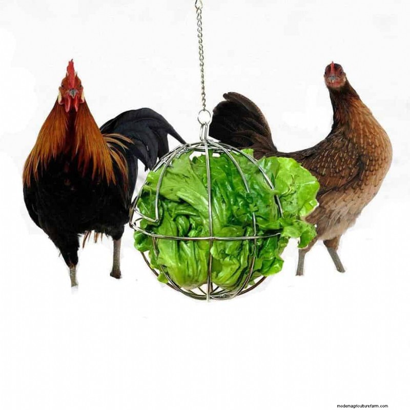 Can Chickens Eat Kale?