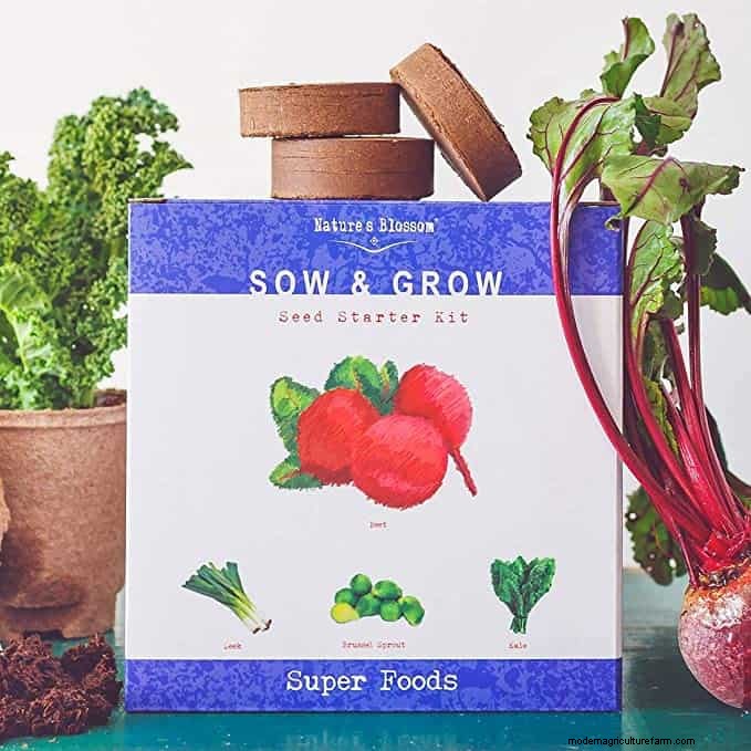 Can Chickens Eat Kale?