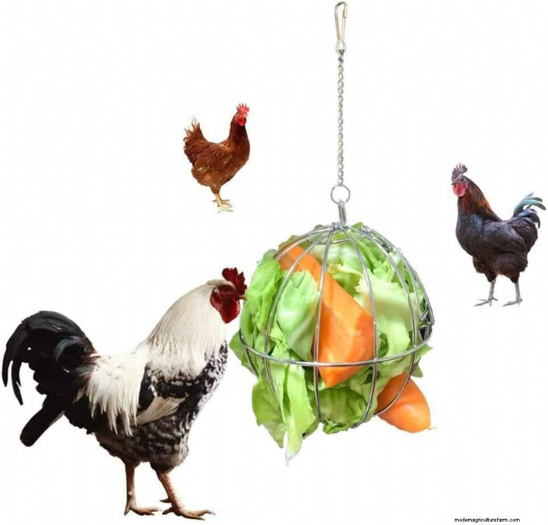 Can Chickens Eat Cabbage?