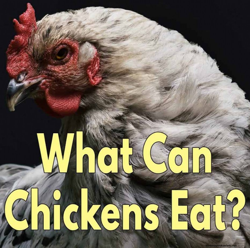 Can Chickens Eat Cabbage?
