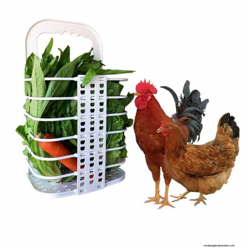 Can Chickens Eat Plums?