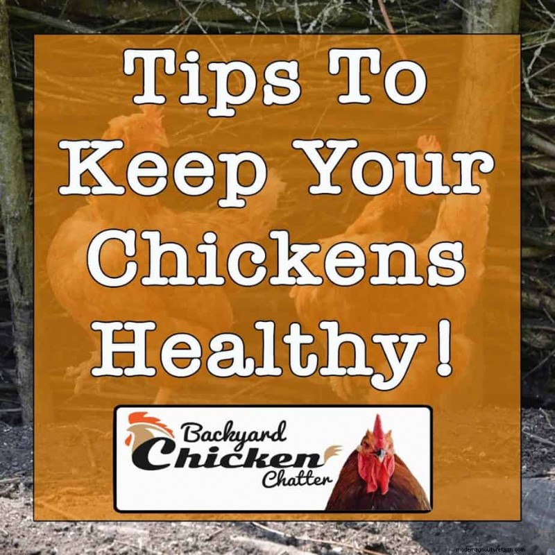 Can Chickens Eat Plums?