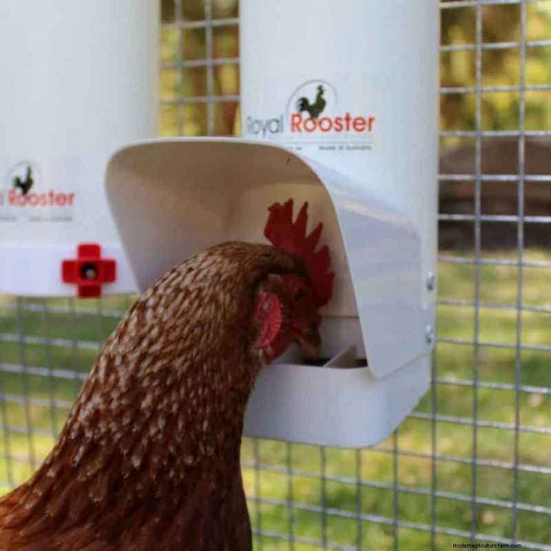 Can Chickens Eat Plums?