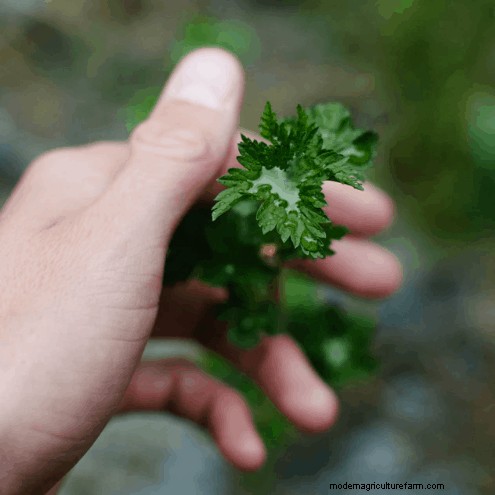 Can Chickens Eat Parsley?
