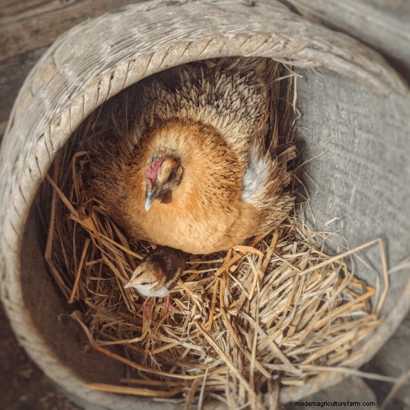 Tips to Stop a Chicken from Brooding