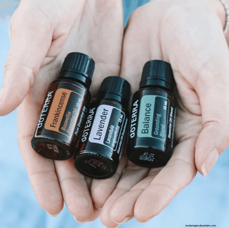 Essential Oils for Chickens