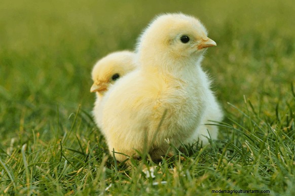 What is Pasty Butt in Chickens?