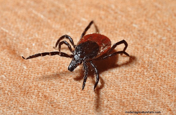 Do Chickens Eat Ticks?