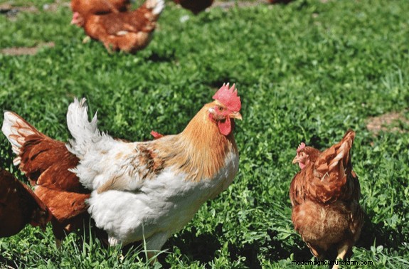 Do Chickens Eat Ticks?