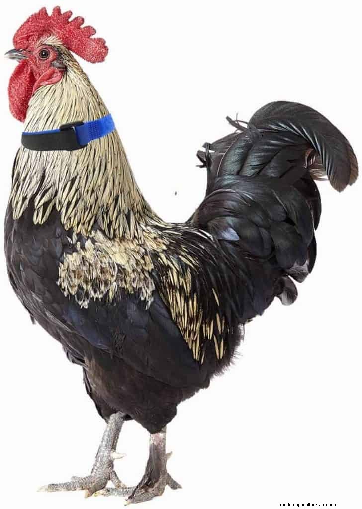 Pros and Cons of Having a Rooster in the Flock