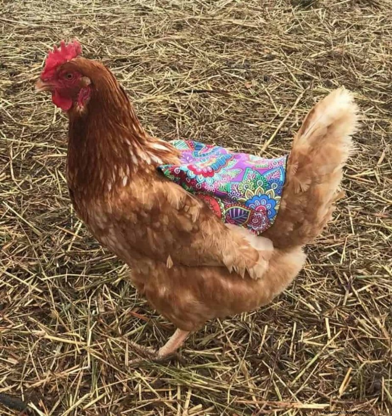 How to Make Chicken Saddles or Aprons?