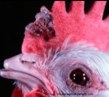 12 Home Remedies For FowlPox In Chickens